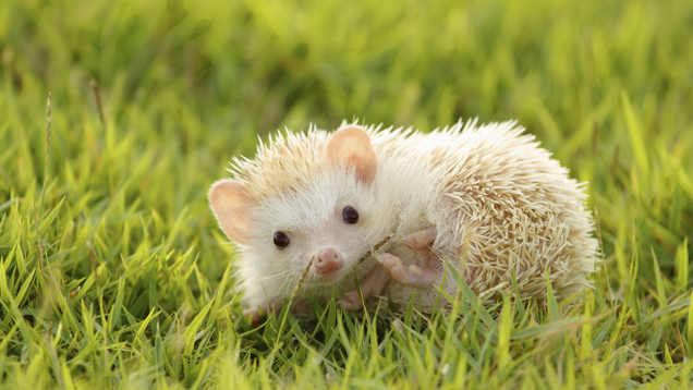 Illustration for article titled These Hedgehogs Are Fine, But Might We Suggest Some Hedgehogs For The More Discerning Visitor?